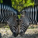 A couple of zebra standing next to each other